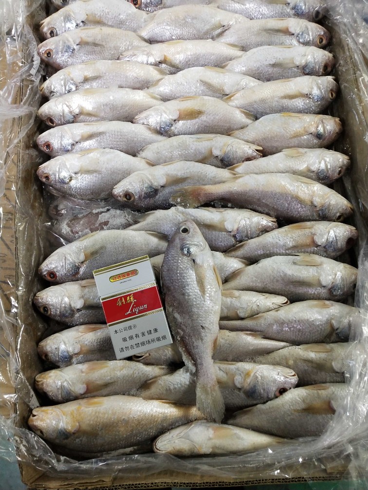 精細(xì)挑選·海鮮美味 優(yōu)質(zhì)新鮮冷凍黃姑魚(yú)，另售青條魚(yú)、秋刀魚(yú)，實(shí)惠批發(fā)放心吃