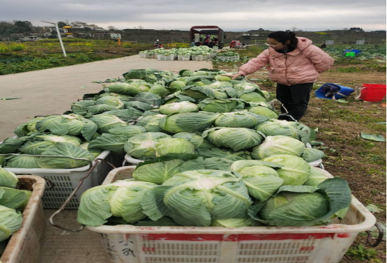 舌尖上的安全 食用農(nóng)產(chǎn)品零售市場(chǎng)呈現(xiàn)三大新動(dòng)向